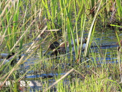Anas platyrhynchos