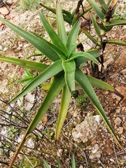 Aloe striata