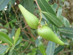 Anodendron benthamianum
