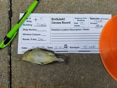 Leiothlypis peregrina