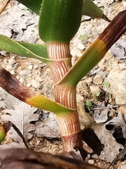 Aloe striata