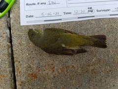 Leiothlypis peregrina