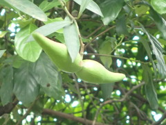 Anodendron benthamianum