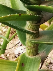 Aloe striata