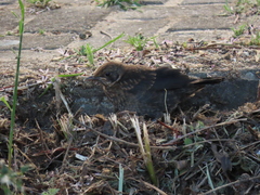 Turdus merula