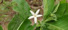 Morinda pubescens