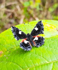 Calydna sturnula