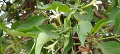 Morinda pubescens