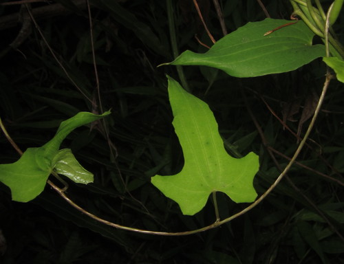 Dioscorea diversifolia