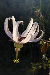 Michauxia campanuloides