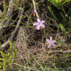 Oxalis eckloniana-nidulans