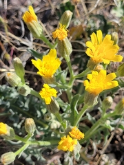 Crepis modocensis