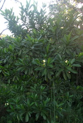 Voacanga thouarsii