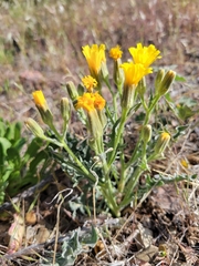 Crepis modocensis