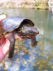 Sternotherus peltifer