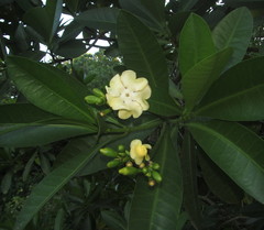 Voacanga thouarsii