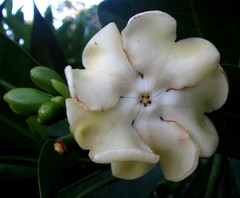 Voacanga thouarsii