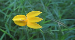 Monopsis stellarioides