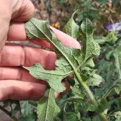 Simsia foetida