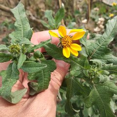 Simsia foetida