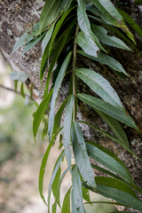 Clerodendrum indicum