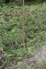 Clerodendrum indicum