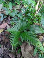 Pteris grevilleana