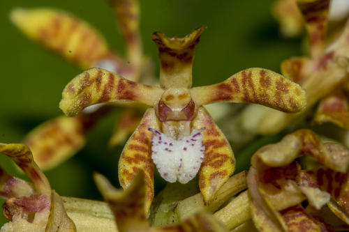 Acampe ochracea · iNaturalist