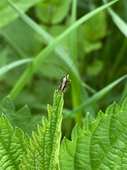 Pholidoptera griseoaptera