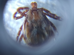Dermacentor auratus
