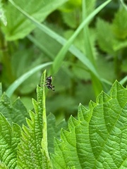 Pholidoptera griseoaptera