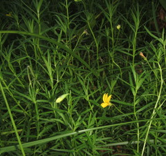Monopsis stellarioides