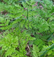 Chaerophyllum bulbosum