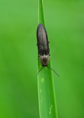 Cidnopus aeruginosus