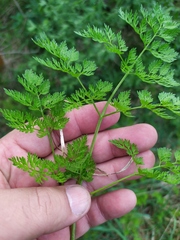 Chaerophyllum bulbosum