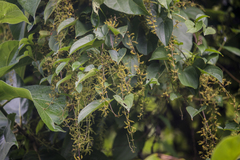 Dioscorea oppositifolia