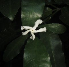 Tabernaemontana ventricosa