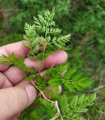 Chaerophyllum bulbosum