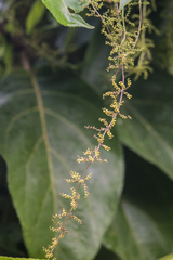 Dioscorea oppositifolia