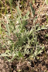 Psephellus sibiricus