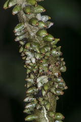 Tinospora