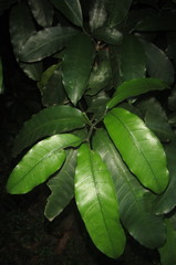 Tabernaemontana ventricosa