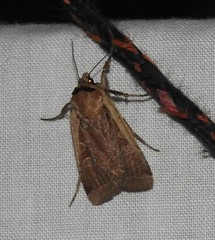 Parabagrotis formalis