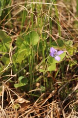 Viola rupestris