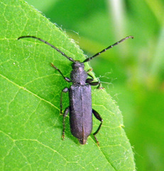 Ropalopus macropus