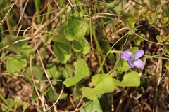 Viola rupestris