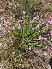 Callisia ornata