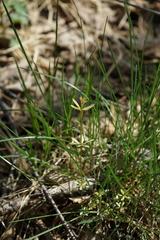 Galium uliginosum