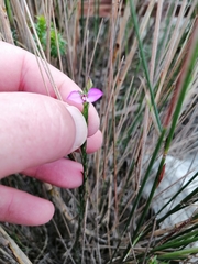 Polygala recognita