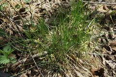 Galium uliginosum